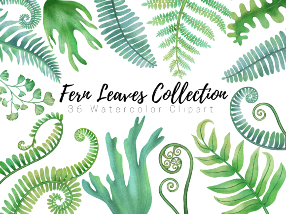 Fern Leaves Collection Watercolor Art and Illustrations