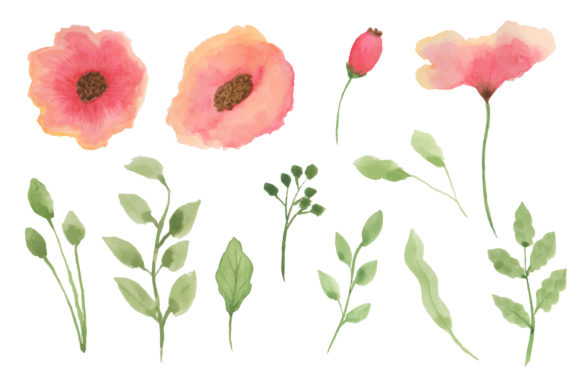 Poppy Flowers Element Watercolor Illustrations
