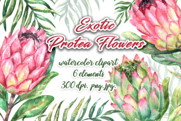 Watercolor Protea Exotic Flowers Clipart and Illustrations